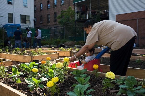 gardening in the South Bronx